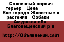 Солнечный норвич терьер › Цена ­ 35 000 - Все города Животные и растения » Собаки   . Амурская обл.,Благовещенский р-н